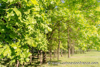 More than 200,000 trees being planted for future forest outside Paris - The Connexion