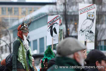 Old-growth forest marchers in Victoria demand logging moratorium – Castlegar News - Castlegar News