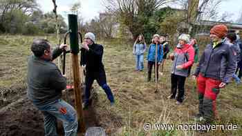 Erlangen: Club der Soroptimistinnen pflanzte 100 Flatterulmen - Nordbayern.de