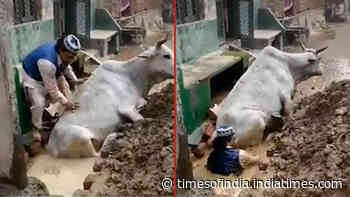 Muslim man enters ditch to save cow, video goes viral