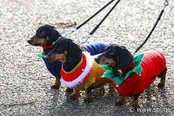 Am Sonntag großer Hunde-Weihnachtsmarkt in Neunkirchen: Diese Corona-Regeln gelten - sol.de