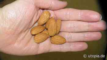 Bittermandeln sind giftig – So kannst du sie trotzdem essen - Utopia News