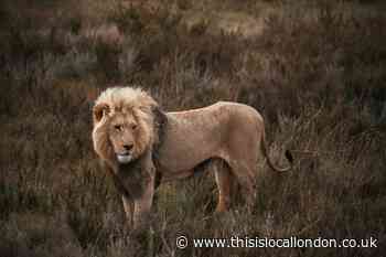 The Truth About Canned Lion Hunting - Esha Bhatti GNSA