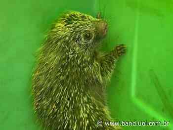 Porco-espinho é resgatado na Via Dutra, em Lorena - Band Jornalismo