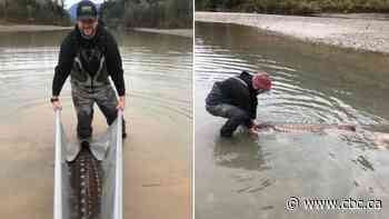 Flood-stranded sturgeon pushed, pulled and carried back to the Fraser River