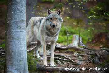 Wolf duikt nu ook op in omgeving van Wuustwezel