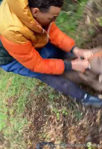 Appeal after two dogs attacked and killed another dog in Brent
