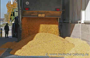 Tonnenweise Mais als Tierfutter und Lebensmittel - Breisach - Badische Zeitung