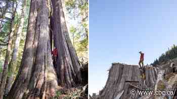 Photographer of giant old-growth trees has 'best and worst job in the world'