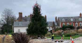 Excitement as Gloucester's biggest Christmas tree arrives in city - Gloucestershire Live