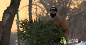 ‘I’ve never seen anything like this’: Heat dome, flooding wreak havoc on B.C. Christmas tree supply