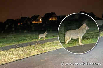 Riesa: Wolf ganz nah bei Gohlis gesichtet - Sächsische.de
