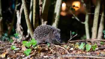 Noch nicht alle Igel im Winterschlaf: Zeit drängt - Süddeutsche Zeitung