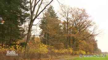 Wie die Erdmannwälder bei Sulingen dem Klimawandel trotzen - NDR.de