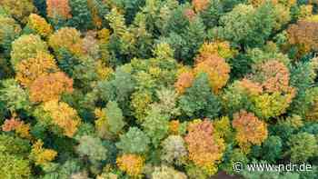 Erdmannwälder bei Sulingen sind "Wald des Jahres" 2022 - NDR.de