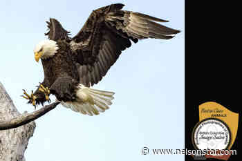 Nelson photographer wins provincial awards - Nelson Star