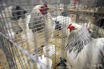 Bijkomende maatregelen in De Panne, Veurne, Alveringem en Poperinge na uitbraak vogelgriep in Frankrijk - KW.be - KW.be