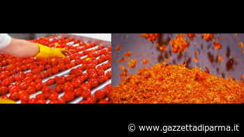 Parma, è Mutti l'azienda #sprecozero del 2021 - Gazzetta di Parma - Gazzetta di Parma
