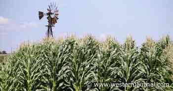 'Carbon Pipeline' to Cut Through Corn Belt Farmland; Eminent Domain on the Table for Landowners Who Won't Accept