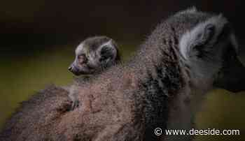 Chester Zoo closed after Storm Arwen leaved “mini trail of destruction” - Deeside.com