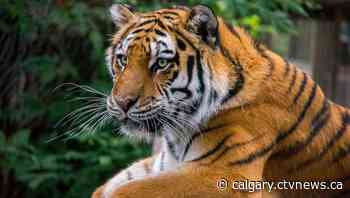 Calgary Zoo tiger being shipped to Winnipeg as another male comes to Calgary | CTV News - CTV News Calgary