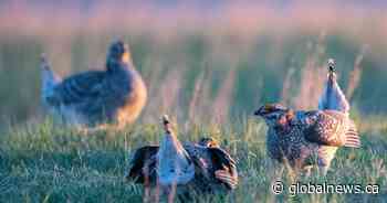 World-renowned bird migration area in Saskatchewan to be protected by Nature Conservancy of Canada