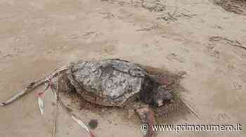 Tartaruga morta sulla spiaggia di Termoli nord: "Sarà lì da un mese" - Primonumero