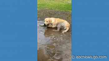 WATCH:  Golden retriever dives into mud puddle