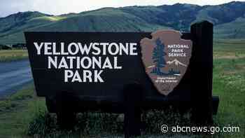 Visitor attacked by buck in Yosemite National Park, as others feed wildlife