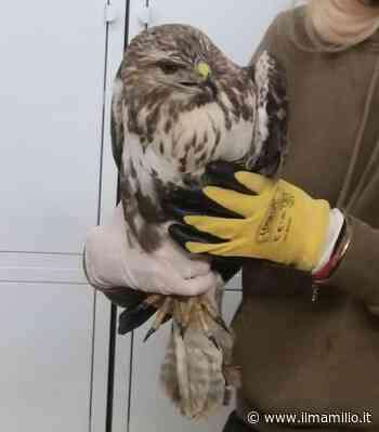 Lanuvio, soccorso e recuperato esemplare di Poiana: ala rotta da un colpo di fucile - ilmamilio.it - L'informazione dei Castelli romani