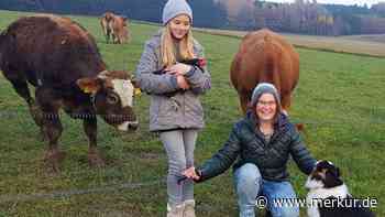 Taufkirchen: Die Kühe mit den schönen Augen - Merkur Online