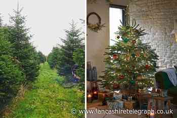 Eight places to get a real Christmas tree in Lancashire