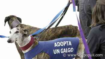 Podemos exige a Sánchez que no tema al voto cazador y apruebe la ‘Ley de bienestar animal’ - Vozpópuli