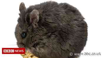 Mr Goxx, the cryptocurrency-trading hamster, dies