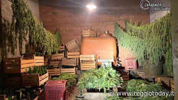 Autorizzati a coltivare canapa legale ma producevano "erba": denunciati - ReggioToday