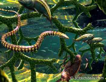 A Fossil of a Bizarre Snake-Like Lizard Has Generated Controversy Beyond Its Identity