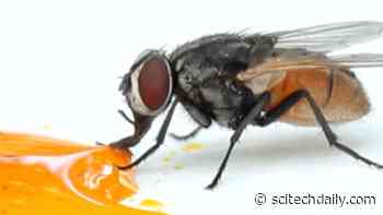 Do Flies Really Throw Up When They Land on Your Food?