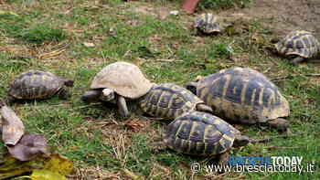In cascina sono arrivate 8 tartarughe: c'è anche Clarabella (che ha 40 anni) - BresciaToday