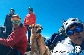 Rescatan a Canelo, el perrito 'montañista' del Pico de Orizaba | e-consulta.com 2021 - e-consulta Veracruz