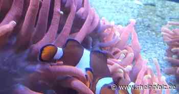 Furchtlose Frauen in der Tierwelt - Karlsruhe/Augsburg - Rheinpfalz.de