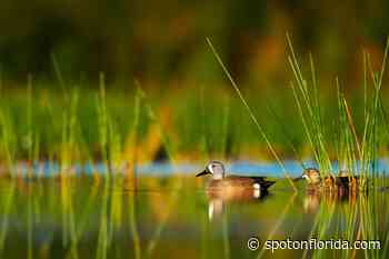 Fall Hike on The Withlacoochee River (Video) | North Central Florida - Spot On Florida