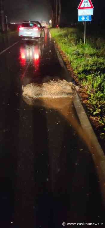 Colleferro, auto contro cinghiale al IV chilometro: animale morto nell'impatto - Casilina News