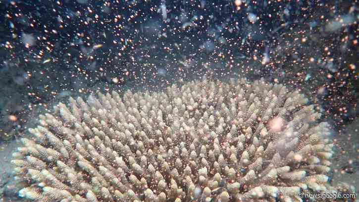 Spectacular Coral Event This Year Spawns Hope –And Billions of Babies For Great Barrier Reef (LOOK) - Good News Network