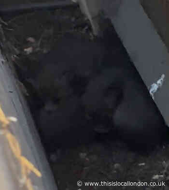 Baby black foxes found in the back of my garden