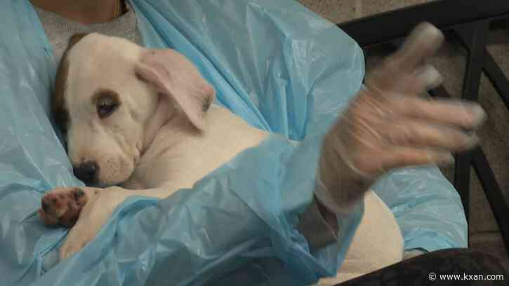 Dog rescue sees staggering number of pandemic adoptions returned