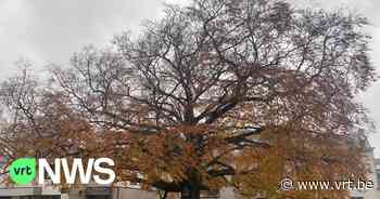 106 extra "toekomstbomen" in Antwerpen: "Belangrijk voor onze achterkleinkinderen" - VRT NWS