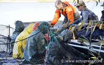 Thousands of invasive carp removed from Lake Winona in Alexandria - Echo Press