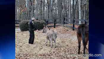 Dawson County Sheriff’s deputy wrangles runaway donkeys for the second time in a month - WSB Radio