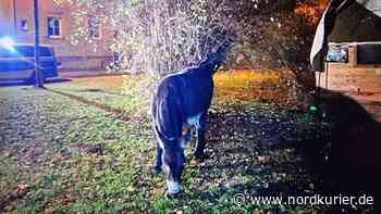 Polizei verhaftet Esel in Stralsund - Nordkurier