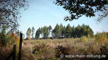 Neuoragnisation: Stadtrat Cochem billigt größeres Forstrevier - Kreis Cochem-Zell - Rhein-Zeitung
